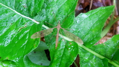 Tipula fulvipennis