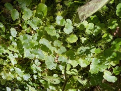 Hydrocotyle americana