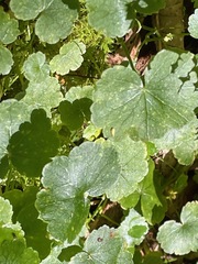 Hydrocotyle americana