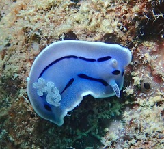 Chromodoris willani