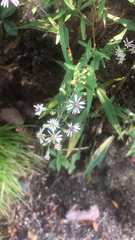 Symphyotrichum lateriflorum