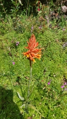 Dichromanthus cinnabarinus