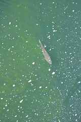 Actinopterygii