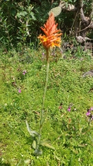 Dichromanthus cinnabarinus