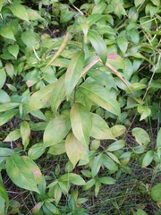 Vincetoxicum rossicum