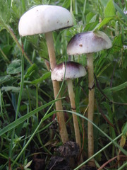 Protostropharia semiglobata