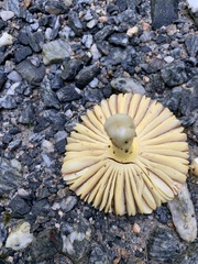 Amanita parcivolvata