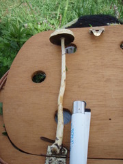 Protostropharia semiglobata