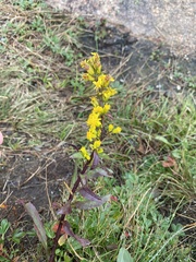 Solidago puberula