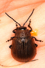 Galeruca pomonae