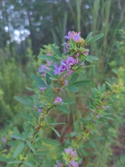 Lespedeza virginica