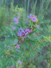 Lespedeza virginica