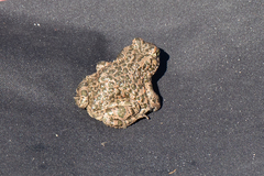 Bufotes viridis balearicus