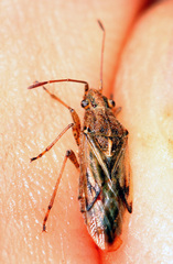Nysius helveticus