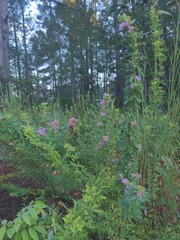 Lespedeza virginica