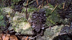 Lathagrium auriforme