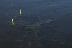 Potamogeton lucens
