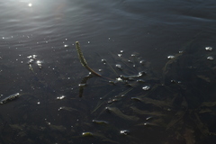 Potamogeton lucens