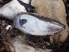 Mytilidae