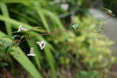 Paederia foetida