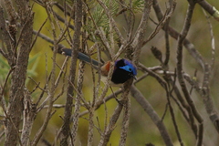 Malurus assimilis assimilis