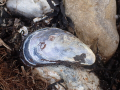 Mytilidae