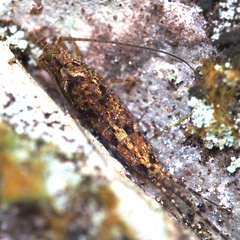 Archaeognatha