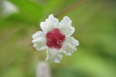 Paederia foetida