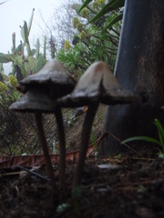 Panaeolus cinctulus