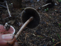 Panaeolus cinctulus