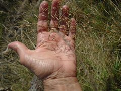Arrhenatherum elatius