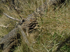 Arrhenatherum elatius