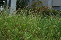 Setaria viridis