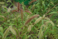 Setaria viridis