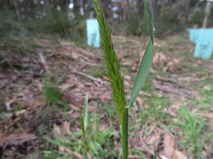 Anthoxanthum odoratum