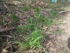 Anthoxanthum odoratum