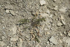 Brassica elongata pinnatifida