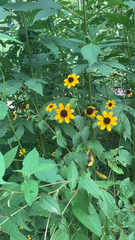 Rudbeckia triloba