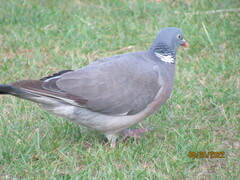 Columba palumbus