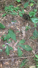 Elephantopus tomentosus