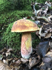 Neoboletus luridiformis