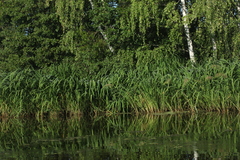 Zizania latifolia