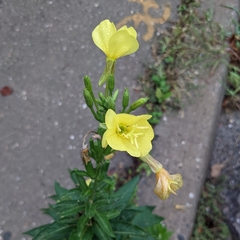 Oenothera