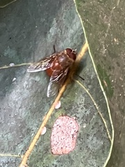Calliphora ochracea