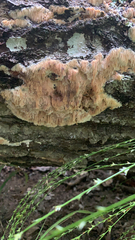Radulomyces copelandii