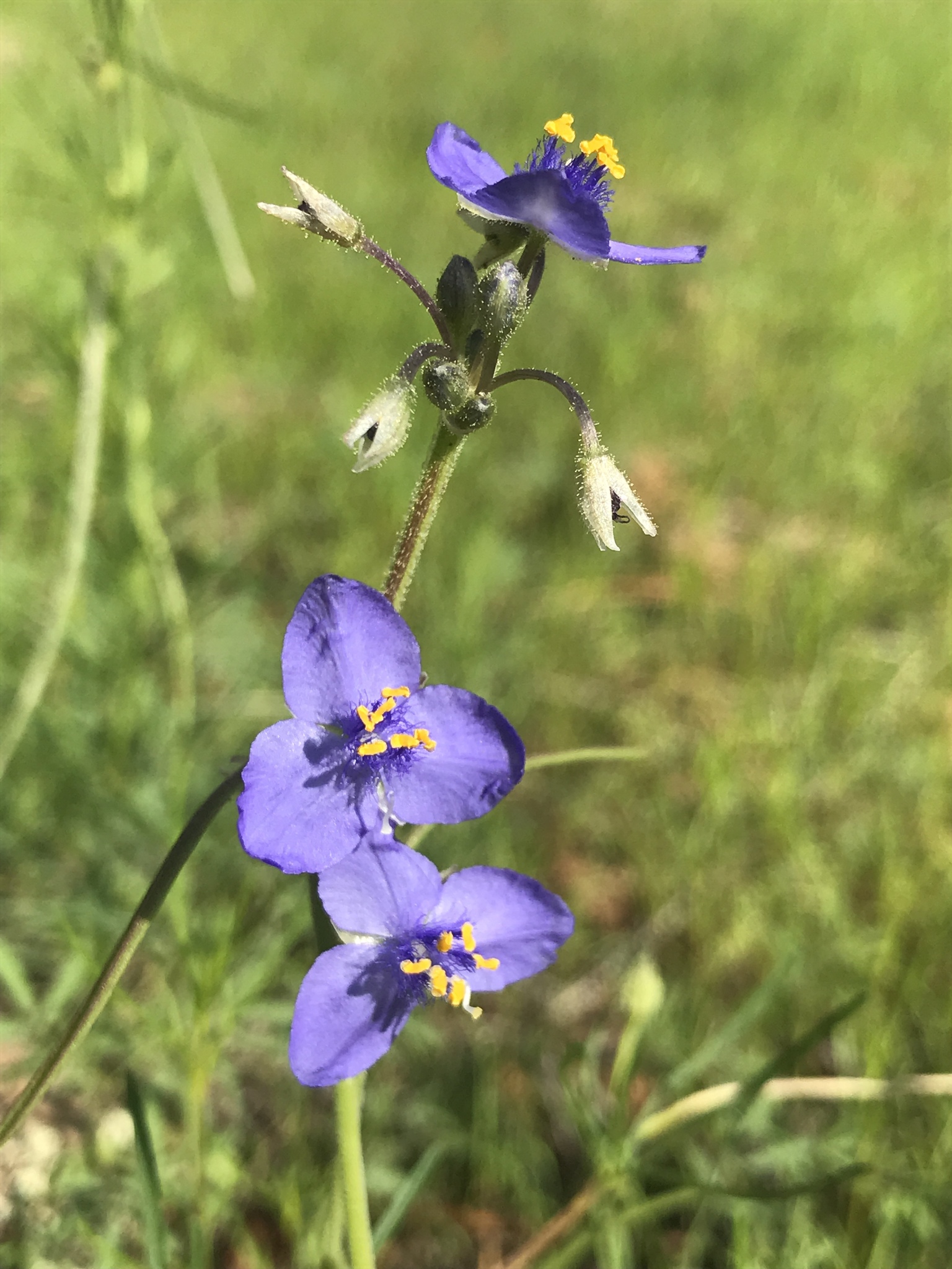 Tradescantia pinetorum