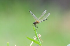 Trithemis pallidinervis