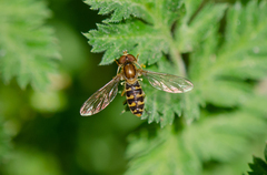 Toxomerus vertebratus