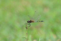 Trithemis pallidinervis
