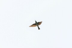 Merops viridis